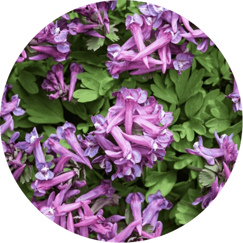 Corydalis Extract